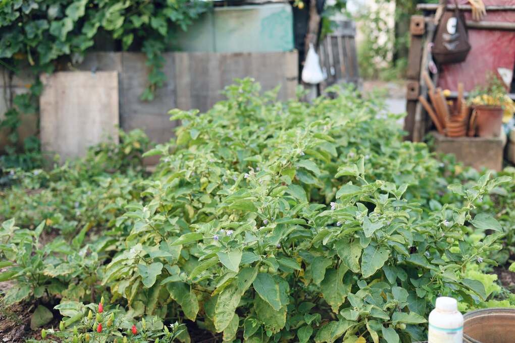 9X Hà Nội phủ xanh bãi đất trống, vài ngày lại bó rau tặng hàng xóm - 5
