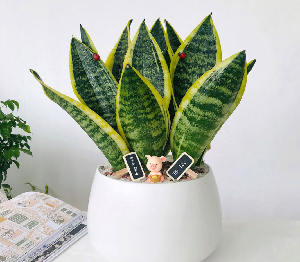 C&acirc;y lưỡi hổ với l&aacute; sắc nhọn vươn thẳng, được xem l&agrave; m&aacute;y lọc kh&ocirc;ng kh&iacute; c&oacute; khả năng hấp thụ formaldehyde v&agrave; nhả oxy v&agrave;o ban đ&ecirc;m.