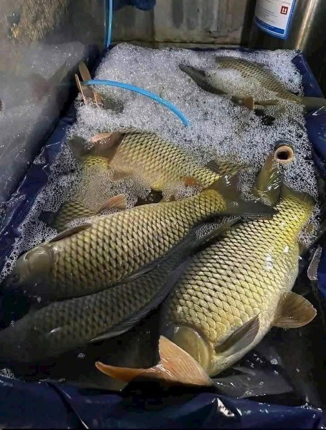 Cá chép giòn là loại cá giàu dinh dưỡng. Ảnh HM