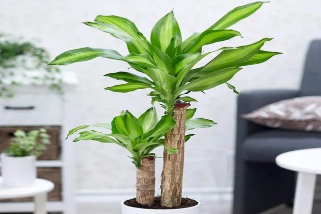 Theo phong thủy, để thay đổi vận mệnh tiền bạc cho mình, người tuổi Mão nên chọn cây phát tài.