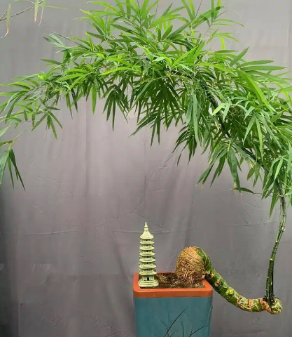 Cây tre cảnh là một trong những cây hợp tuổi Sửu, mang lại vận may và vượng khí cho người tuổi này.