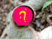 Lifestyle - Loài vật chậm nhất nhì thế giới nhưng lại cực nhanh ở một việc bất ngờ, nghe xong ai cũng khó nhịn cười