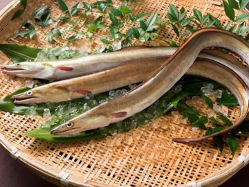 Loài cá đặc sản ở Việt Nam có thân dài như rắn, trong bụng chứa báu vật đại bổ, giá lên tới 9 triệu đồng/kg
