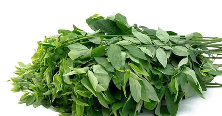Cây này chỉ ăn lá, vitamin C gấp 45 lần rau thường, được ưa chuộng vào mùa hè, đem nấu canh cực ngon mát - 2