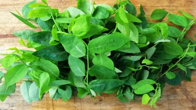 Cây này chỉ ăn lá, vitamin C gấp 45 lần rau thường, được ưa chuộng vào mùa hè, đem nấu canh cực ngon mát - 1