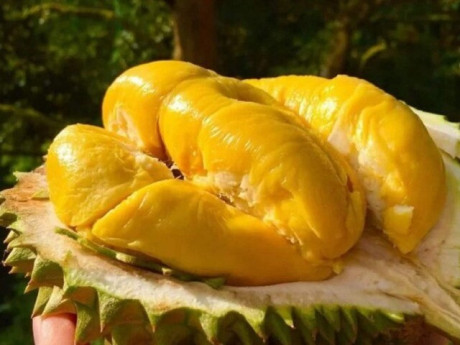 Tại sao ngày càng nhiều người từ bỏ ăn sầu riêng bổ sẵn? 4 mẹo chọn nguyên quả cực thông minh này hóa ra là nguyên nhân