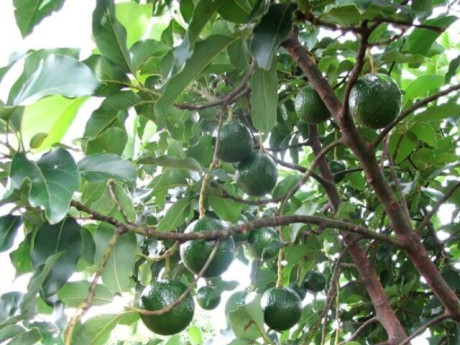 Loại quả "tốt nhất thế giới" chỉ có ở Tây Nguyên, trồng 1 lần thu hoạch nhiều năm, luôn là đặc sản, ăn tươi hay làm kem đều ngon
