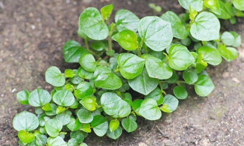 Loại rau dại mọc đầy đường, mềm hơn cả mồng tơi, giòn hơn xà lách, ăn nhiều giảm axit uric trong máu, bảo vệ tim mạch - 1