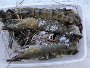 Bếp Eva - Tôm mua về đừng cho ngay vào tủ lạnh là dại, trộn thêm 1 nguyên liệu tôm để lâu vẫn ngon ngọt, chắc thịt