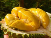 Bếp Eva - Tại sao ngày càng nhiều người từ bỏ ăn sầu riêng bổ sẵn? 4 mẹo chọn nguyên quả cực thông minh này hóa ra là nguyên nhân
