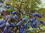 Bếp Eva - Loại quả mọc bờ rào xưa rụng đầy, nay thành đặc sản được ưa chuộng giá 150.000 - 180.000đ/kg, kho hay hấp đều ngon tụt lưỡi