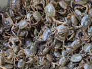 Bếp Eva - Mua cua đồng về chớ dại nấu luôn, ngâm ngay vào thứ nước này sán giun trong cua tự động bò ra hết sạch, yên tâm nấu đủ món ngon