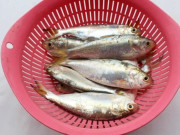 Bếp Eva - Loại cá bình dân nhưng omega-3 bằng nửa cá hồi, đem kho hay chiên đều ngon