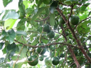 Bếp Eva - Loại quả "tốt nhất thế giới" chỉ có ở Tây Nguyên, trồng 1 lần thu hoạch nhiều năm, luôn là đặc sản, ăn tươi hay làm kem đều ngon