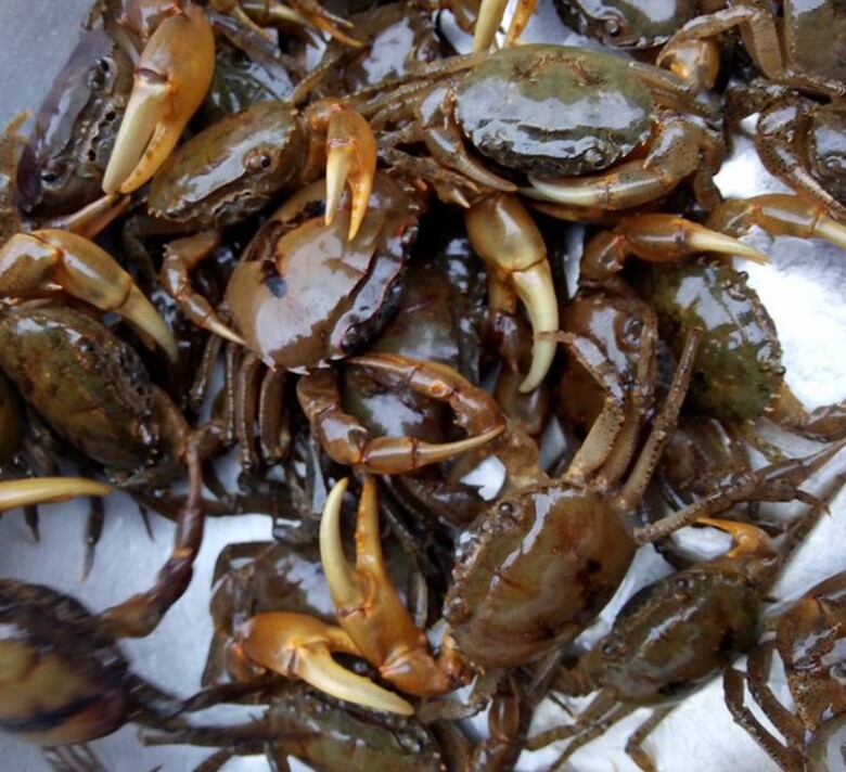 Mua cua đồng về chớ dại nấu luôn, ngâm ngay vào thứ nước này sán giun trong cua tự động bò ra hết sạch, yên tâm nấu đủ món ngon - 2