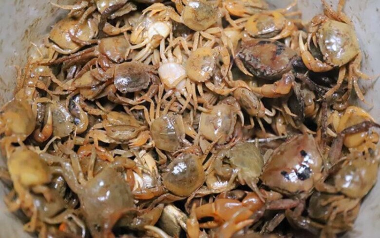 Mua cua đồng về chớ dại nấu luôn, ngâm ngay vào thứ nước này sán giun trong cua tự động bò ra hết sạch, yên tâm nấu đủ món ngon - 1
