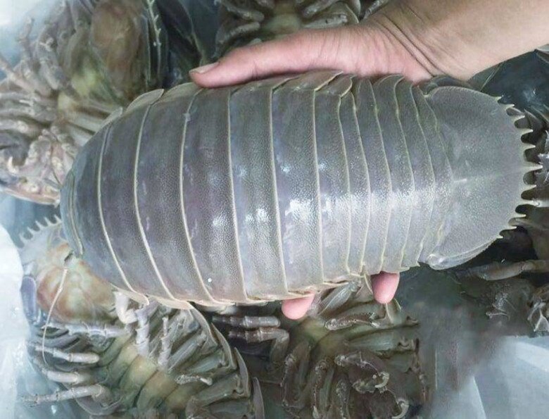 Loài sinh vật xấu xí này được giới nhà giàu săn lùng vì hiếu kỳ cũng như độ dinh dưỡng cao được ví là vua của các loài hải sản.