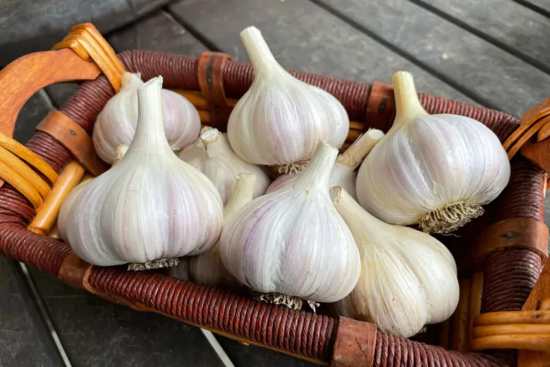 Tỏi bán đầy chợ nhưng có 4 củ này đừng mua rất phí tiền, biết rồi nhớ báo mọi người cùng biết nhé! - 2