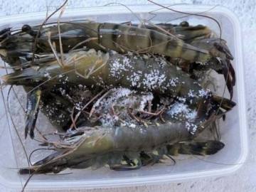 Bếp Eva - Tôm mua về đừng cho ngay vào tủ lạnh là dại, trộn thêm 1 nguyên liệu tôm để lâu vẫn ngon ngọt, chắc thịt