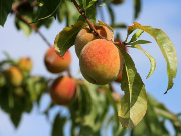 Loại quả được đánh giá "tốt nhất thế giới", trồng nhiều ở miền núi phía Bắc, tốt cho tim mạch, đem ngâm nước uống cực đã ngày hè
