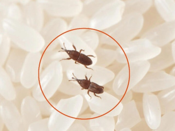 Bếp Eva - Gạo mua về hay bị mọt, nhét ngay vỏ quả này vào thùng, gạo để lâu chẳng sợ con gì "tấn công"