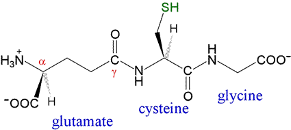 Glutathione là chất chống oxy hóa tự nhiên có mặt trong hầu hết tế bào của cơ thể