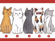 Eva tám - Trắc nghiệm tâm lý: Bạn thấy chú mèo nào đáng yêu nhất?