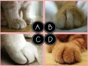 Eva tám - Trắc nghiệm tâm lý: Bàn chân mèo nào đáng yêu nhất?