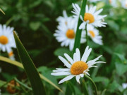 Eva tám - Thay vì đuổi theo quý nhân, người biết 3 điều này biến mình thành thỏi nam châm thu hút họ