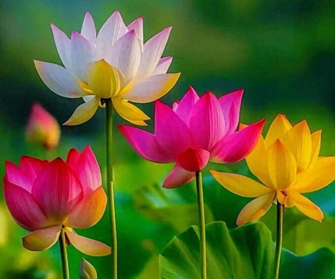 Nhà sạch thì phước tới: 3 kiểu người thích dọn dẹp nhà cửa gọn gàng, cuộc đời dễ gặp may mắn - 1