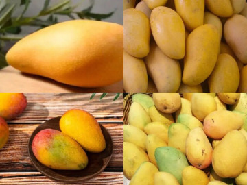 Eva tám - Trắc nghiệm tâm lý: Trong 4 quả xoài này, bạn thấy quả nào chín ngọt nhất?