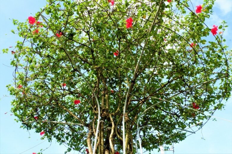 Tác phẩm bonsai dâm bụt nở đẹp, tán rộng, nhiều người yêu thích