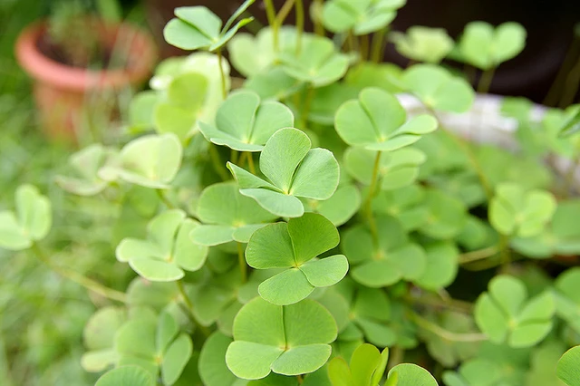 Rau bợ nay được coi như đặc sản thành phố, nhiều người tìm kiếm