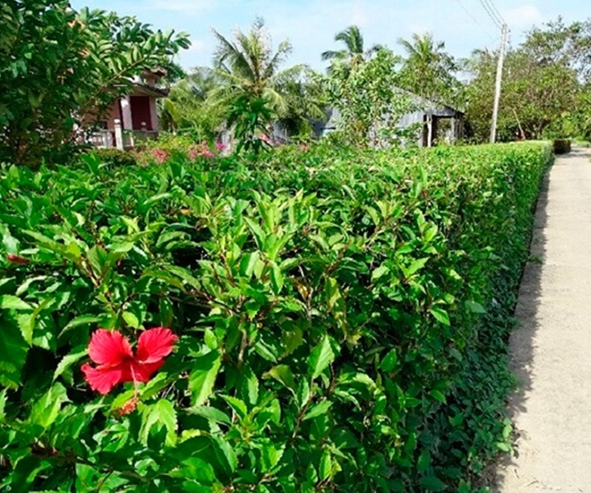 Cây hoa dâm bụt quen thuộc ở các vùng quê Việt nam