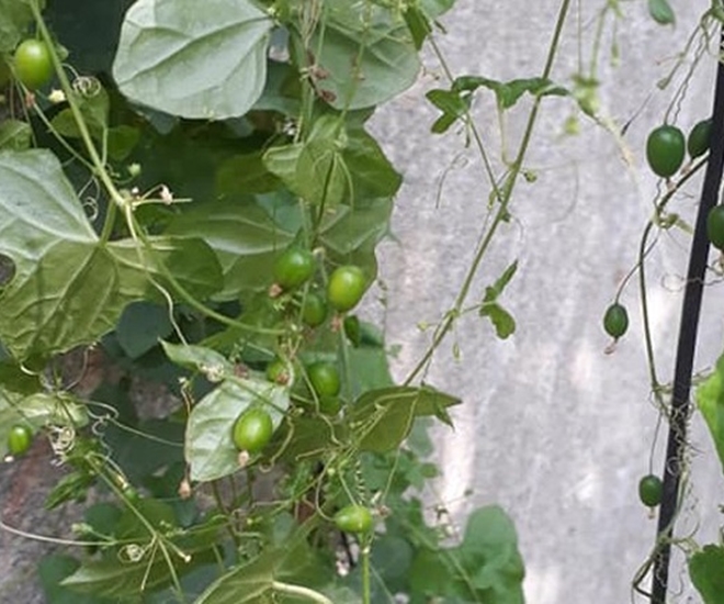 Dưa chuột dại mọc ở các miền quê của Việt Nam, từng gắn với tuổi thơ của nhiều thế hệ