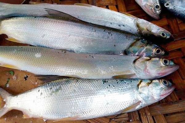 Cá măng trở thành món ăn đặc sản, nhưng khó tìm mua