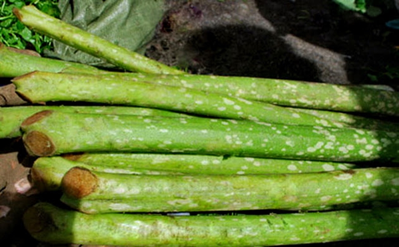 Từ xưa người dân đã dùng chột nưa làm món ăn, nay càng được chế biến theo nhiều cách