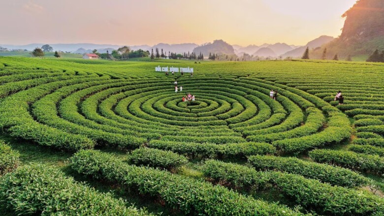 Mỗi buổi bình minh, những đồi chè ở Bình Thuận khoác lên mình màu xanh non mơn mởn, đón bước chân du khách đến trải nghiệm. Hòa trong không khí đó là nhịp lao động rộn ràng lan khắp các triền đồi.