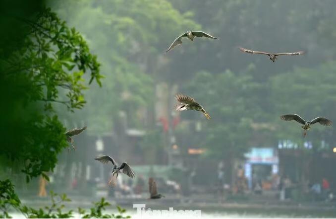 Những chú chim bay lượn ở Hồ Gươm. Ảnh: Hiếu Duy/ TPO.