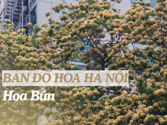 "Bản đồ" hoa tháng 4 Hà Nội: Hoa bún nở rộ, ngoài cây 300 tuổi còn góc check-in nào?