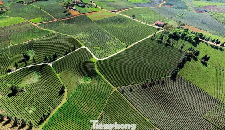 Cây chè đang dần khẳng định vị thế là cây trồng chủ lực của địa phương. Mô hình được thực hiện là vừa sản xuất nông nghiệp vừa kết hợp du lịch.