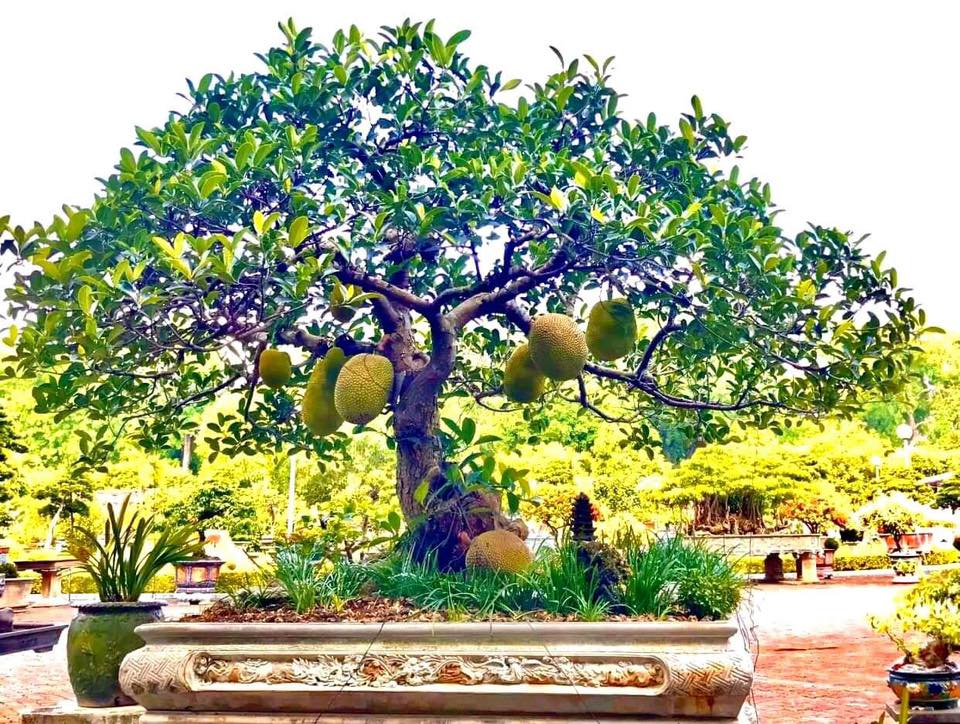 Mít lên châu thành siêu phẩm bonsai được nhiều người yêu thích