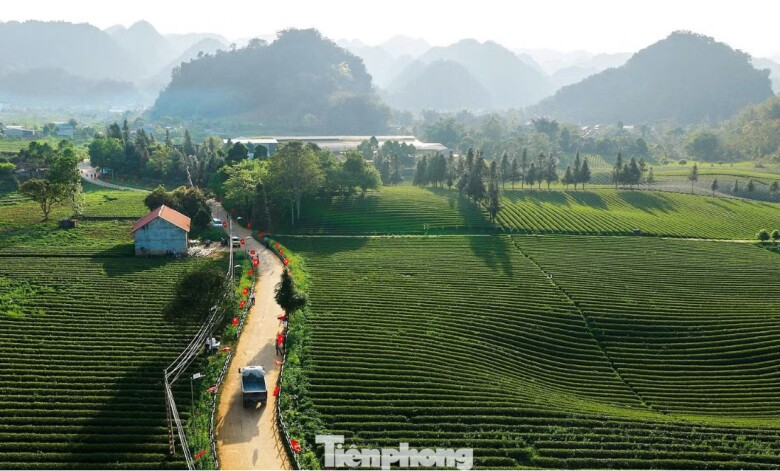 Bình Thuận có gần 1.000 ha chè, chủ yếu là giống Kim Tuyên và Shan tuyết. Sản lượng chè búp tươi đạt hàng nghìn tấn mỗi năm, tạo việc làm ổn định cho hàng trăm lao động. Không chỉ giúp người dân thoát nghèo, cây chè còn góp phần định hình diện mạo kinh tế - xã hội của cả vùng.