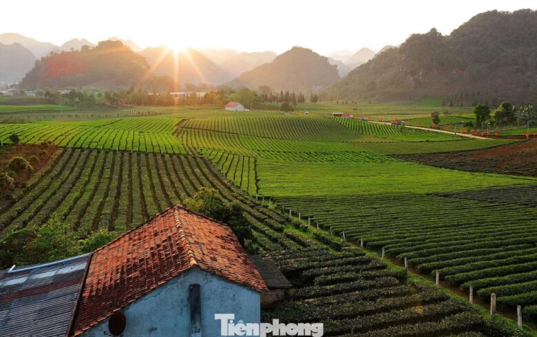 Những đồi, vườn chè đang trở thành tài sản để phát triển du lịch cộng đồng, nâng cao thu nhập cho đồng bào dân tộc nơi đây.