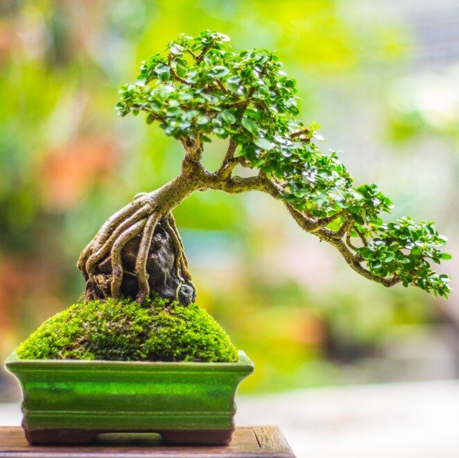 Duối lên chậu thành siêu phẩm bonsai với nhiều dáng thế và kích cỡ khác nhau