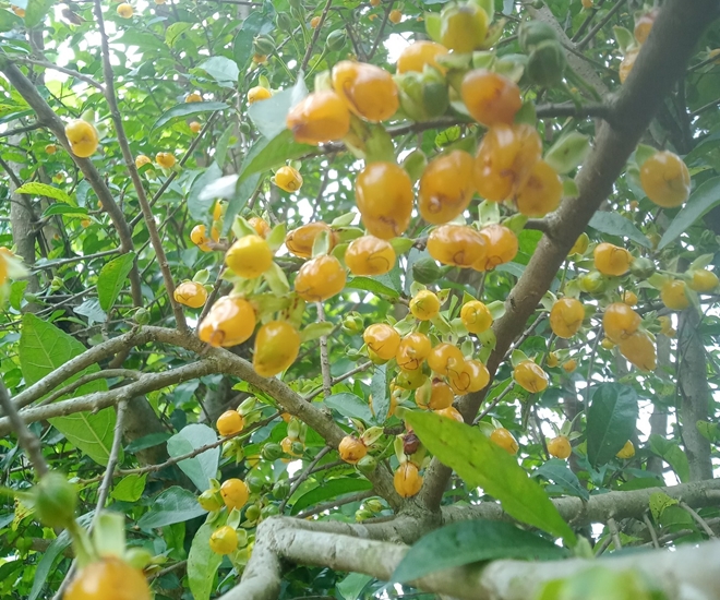 Cây duối ra quả tự nhiên, xưa mọc đầy làm hàng rào