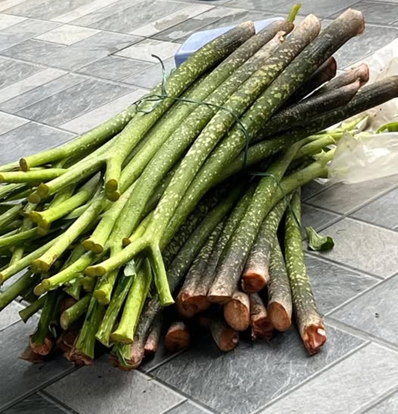 Chột nưa ngày càng được dân thành phố săn lùng với giá khá cao