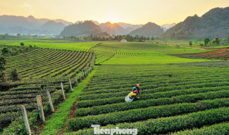 Theo bà Cà Hồng Ngọc, Phó Chủ tịch UBND xã, Bình Thuận không dừng lại ở sản xuất nguyên liệu thô. Trên địa bàn đã hình thành nhiều hợp tác xã thu mua, chế biến chè chất lượng cao. Một số sản phẩm chè đã được công nhận OCOP 4 sao, từng bước chinh phục thị trường xuất khẩu.