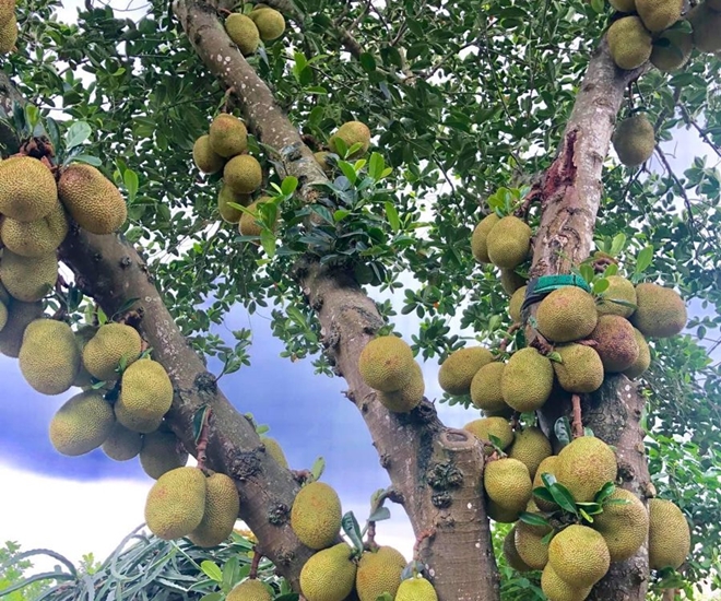Mít là giống cây ăn quả quen thuộc, sai trái, vừa mang giá trị kinh tế vừa có ý nghĩa phong thủy kích tài lộc, may mắn