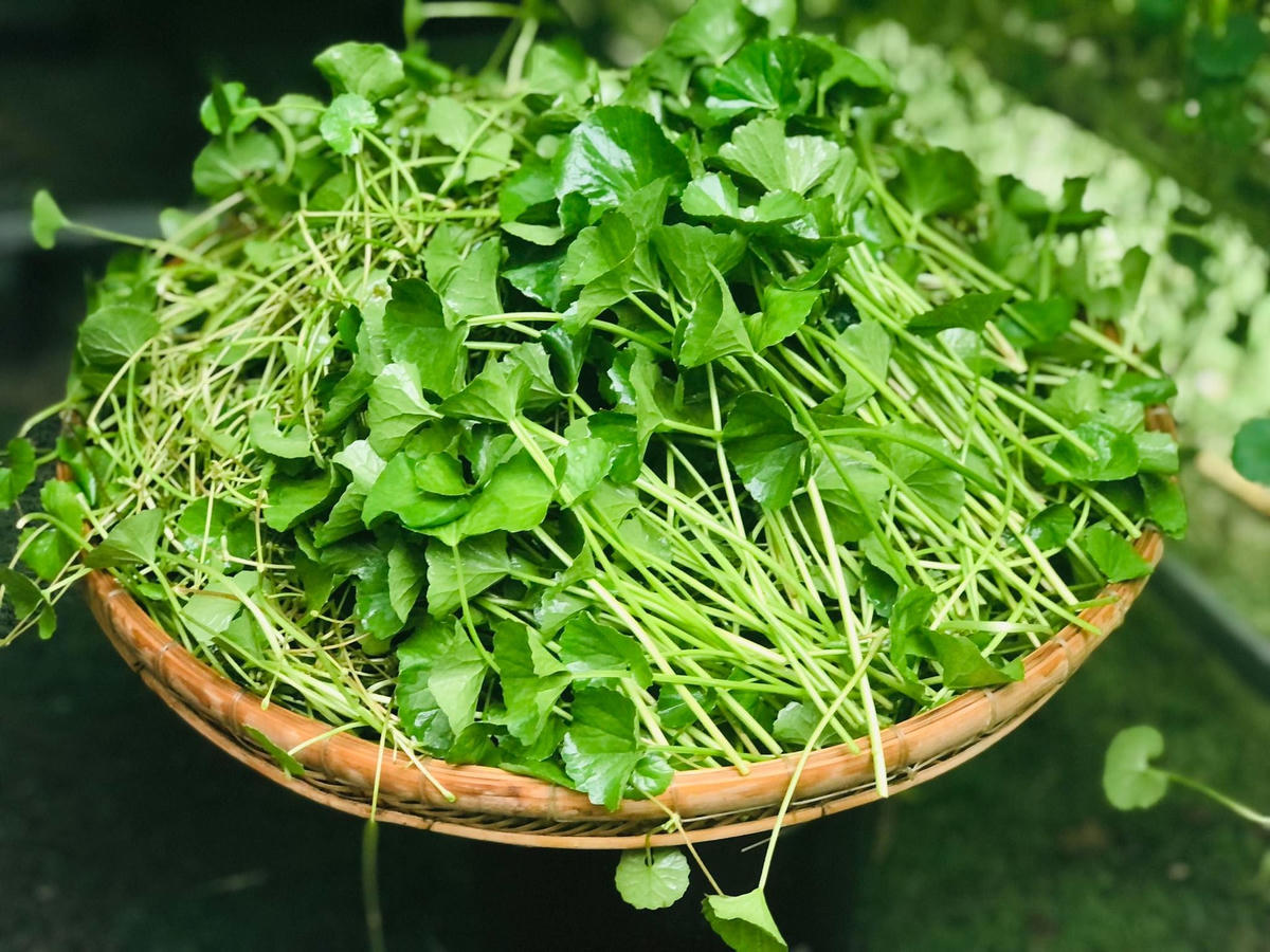 Rau má trồng thủy canh có năng suất ổn định, giá trị dinh dưỡng cao và an toàn với người tiêu dùng